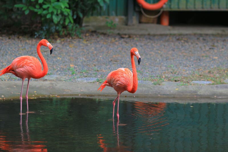 En flamingos och reflektion i vattnet vid djurparken. Flamingor och reflektion i vattnet vid zoo