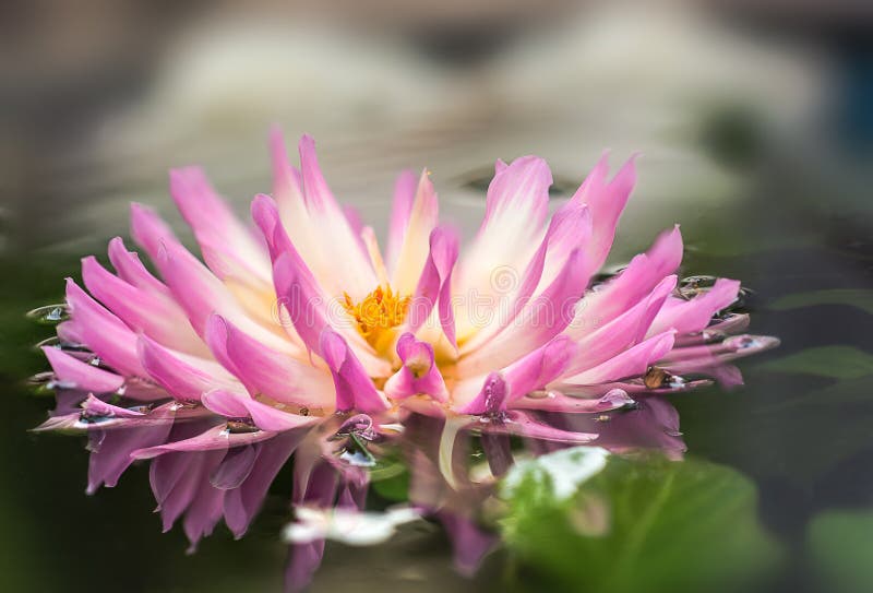  En fleurd& x27; eau royaltyfri bild
