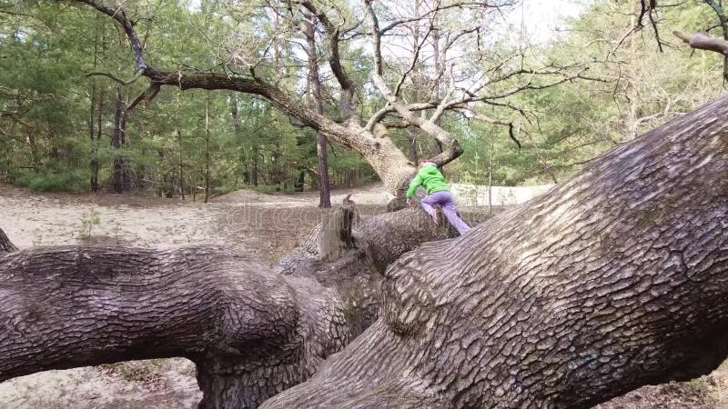 En flicka sover på ett stort träd i skogen. barnet klättrar upp i grenarna av ett treea-träd i en skog. ek2