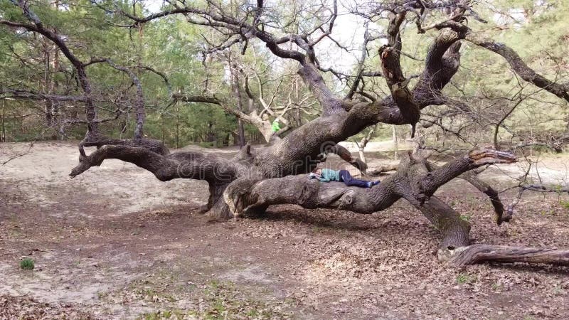 En flicka sover på ett stort träd i skogen. barnet klättrar upp i grenarna av ett treea-träd i en skog. ek