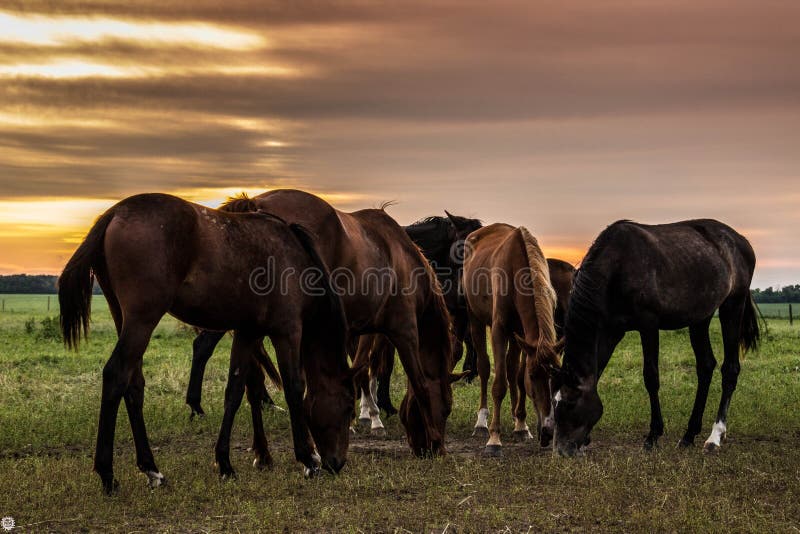 En flock av hästar betar och stojar med de på solnedgången royaltyfri fotografi En flock av hästar betar och stojar med de på solnedgången royaltyfri fotografi