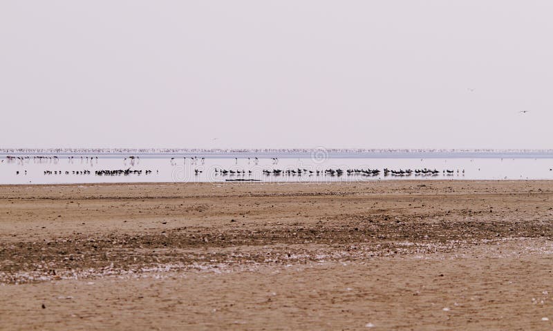 En flock av Lesser Flamingos i Nata Bird Santuary royaltyfria foton En flock av Lesser Flamingos i Nata Bird Santuary royaltyfria foton
