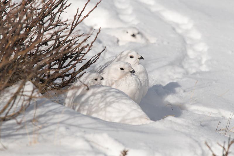 En flock av Vit-tailed fjällripor som vilar nära deras gjorda slinga i en Snowfield fotografering för bildbyråer En flock av Vit-tailed fjällripor som vilar nära deras gjorda slinga i en Snowfield fotografering för bildbyråer