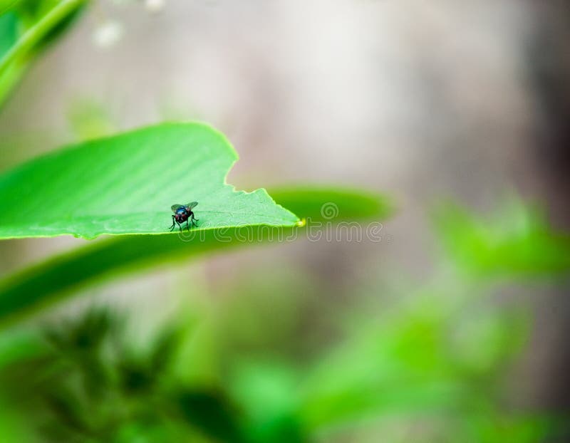 En fluga på ett ljust - grönt blad arkivbilder En fluga på ett ljust - grönt blad arkivbilder
