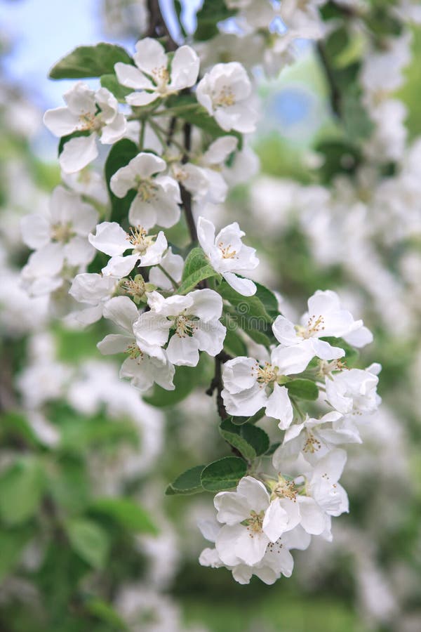 En frunch av det blommande äppleträdet royaltyfri foto En frunch av det blommande äppleträdet royaltyfri foto