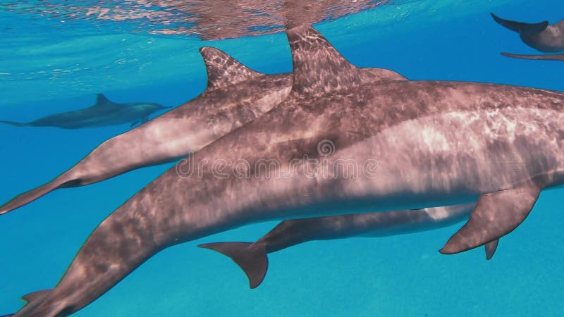 En förpackning vilda delfiner som simmar i havet. Upphovsman som snorkar med delfiner.