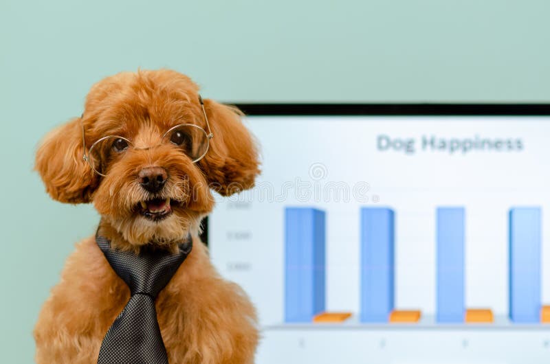 En förtjusande brun slips och anblickar för leksakpudelhund bärande med begreppet som hunden kan gå till arbetsstället med ägaren arkivfoton En förtjusande brun slips och anblickar för leksakpudelhund bärande med begreppet som hunden kan gå till arbetsstället med ägaren arkivfoton