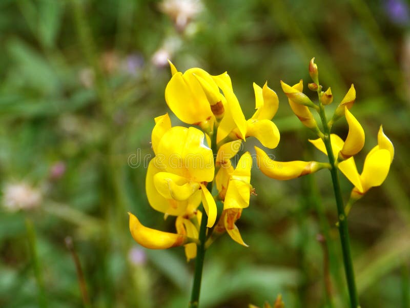 En gemensam kvast för blomning eller skotsk whiskykvast arkivfoton En gemensam kvast för blomning eller skotsk whiskykvast arkivfoton