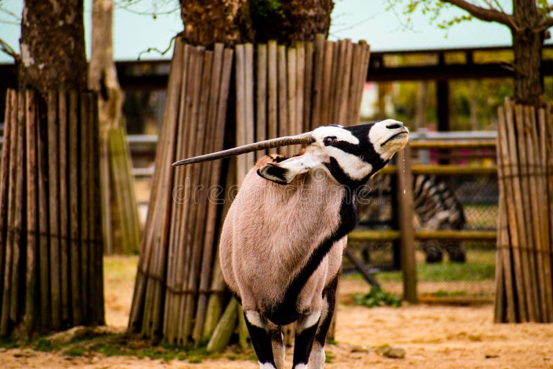 A gemsbok in its zoo enclosure drools the water it just drank. Also called a gemsbuck. A gemsbok in its zoo enclosure drools the water it just drank. Also called a gemsbuck.