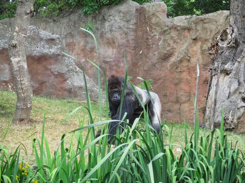 En gorilla i zoo arkivfoton En gorilla i zoo arkivfoton
