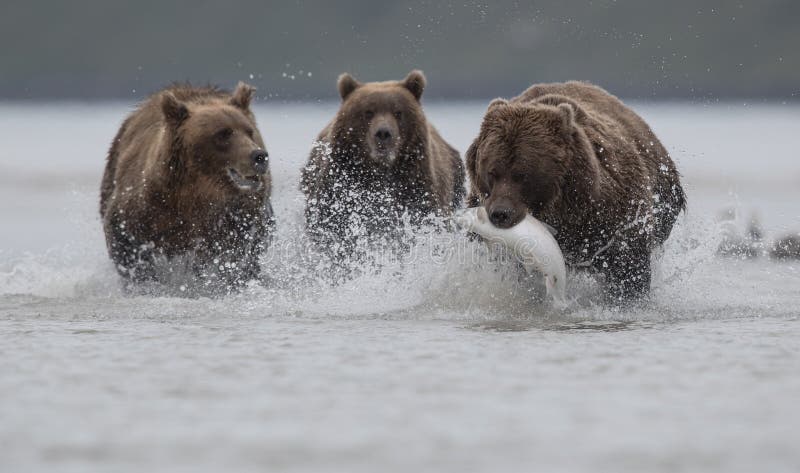 En grisslybjörn som bär en Salomon som förföljas av två grisslybjörnar, i Katmai royaltyfria bilder En grisslybjörn som bär en Salomon som förföljas av två grisslybjörnar, i Katmai royaltyfria bilder