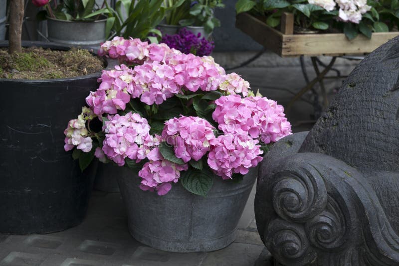 En grupp av hortensiarosa färger blommar i en dekorativ vas arkivbilder En grupp av hortensiarosa färger blommar i en dekorativ vas arkivbilder
