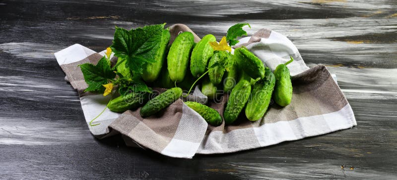 En grupp av nya gurkor på en kökshandduk Ny gurka med det gröna bladet och blomman Isolerat på mörk bakgrund Slut upp, f royaltyfri bild En grupp av nya gurkor på en kökshandduk Ny gurka med det gröna bladet och blomman Isolerat på mörk bakgrund Slut upp, f royaltyfri bild