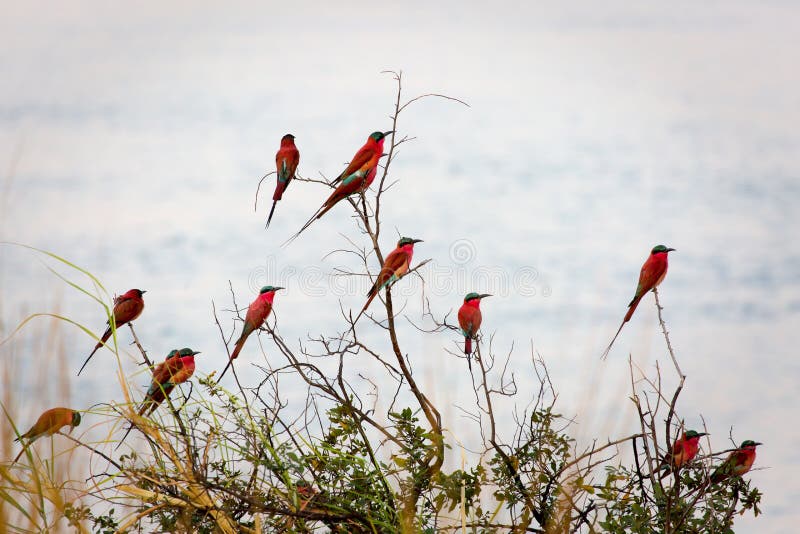 En grupp av sydliga CarmineBi-ätare som fotograferas på bankerna av Zambeziet River på en bygga boplats i Namibia royaltyfria foton En grupp av sydliga CarmineBi-ätare som fotograferas på bankerna av Zambeziet River på en bygga boplats i Namibia royaltyfria foton