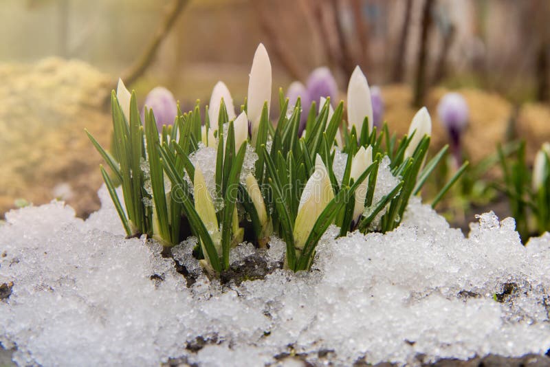 En grupp av vita krokusgroddar från det insnöat den tidiga våren arkivfoton En grupp av vita krokusgroddar från det insnöat den tidiga våren arkivfoton