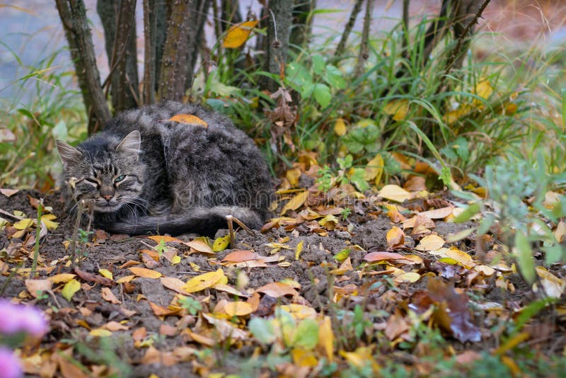 En grå, herrelös katt sover under buss på gatan royaltyfria foton