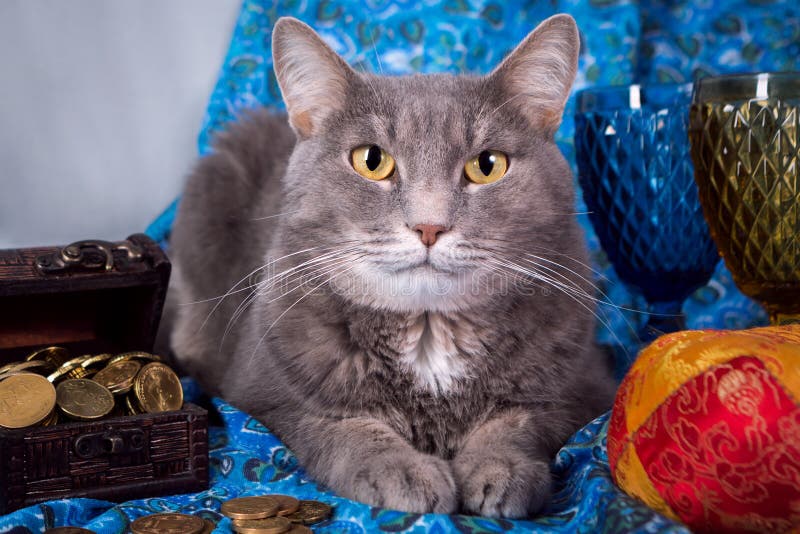 En grå katt sitter i en sfinx som lyx royaltyfri bild En grå katt sitter i en sfinx som lyx royaltyfri bild