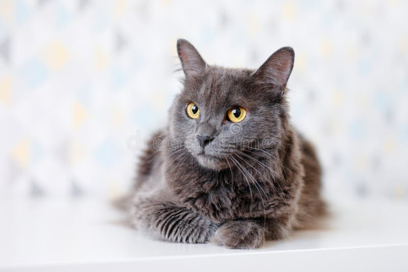 A gray smoky Maine Coon cat with yellow eyes lying on a white background. A gray smoky Maine Coon cat with yellow eyes lying on a white background.