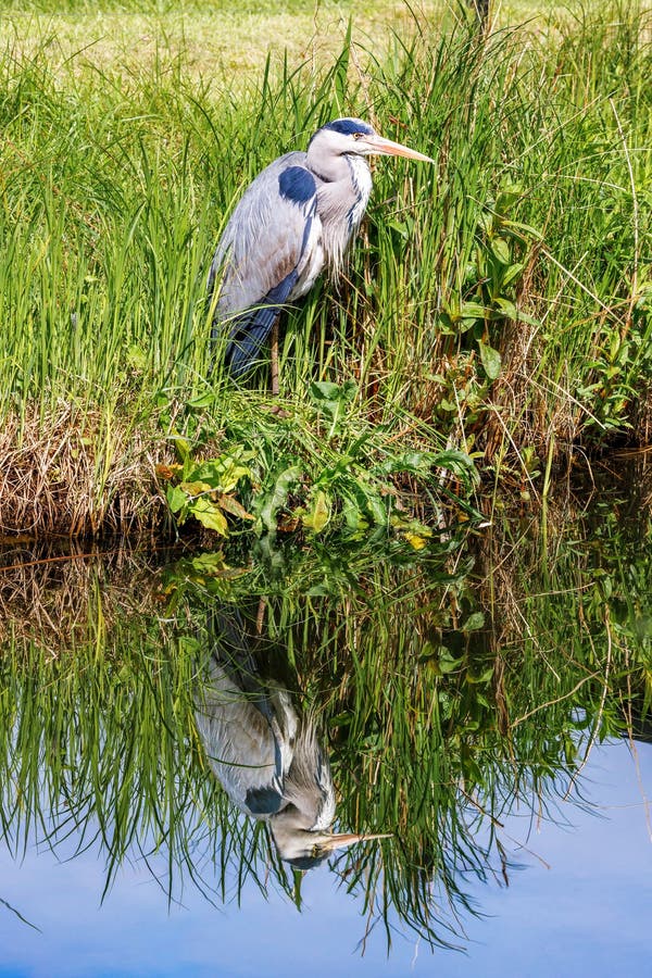 En grå öron ardea cinerea som står på flodbanken och som reflekteras i det lugn vattnet. en långdragen släpredfågel royaltyfria bilder
