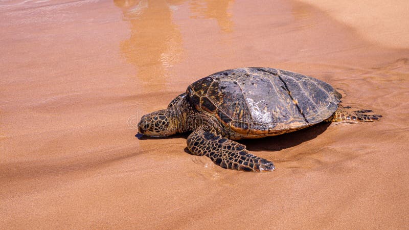 En grön sköldpadda på en Kamaole Beach III, Maui Hawaii royaltyfri foto