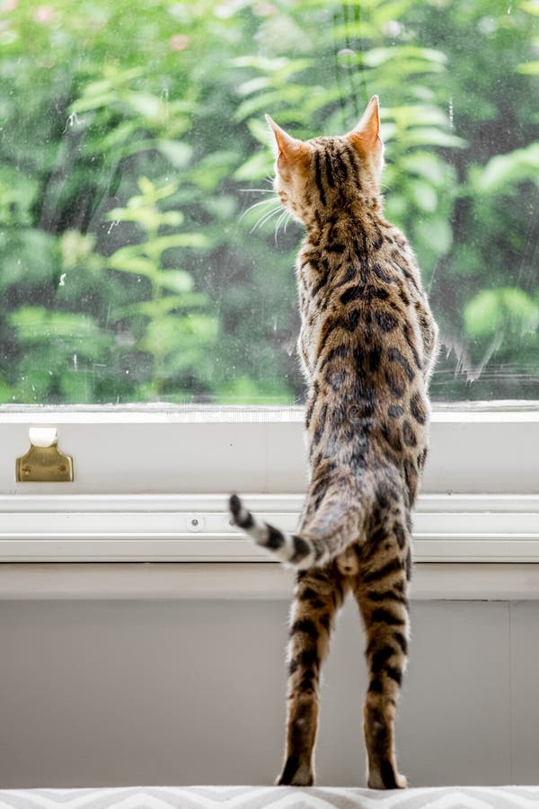 En gullig Bengal kattunge bakifrån som ser ut ur ett fönster arkivfoton