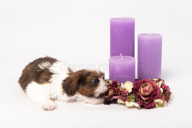 En gullig liten shih-tzuvalp royaltyfri bild