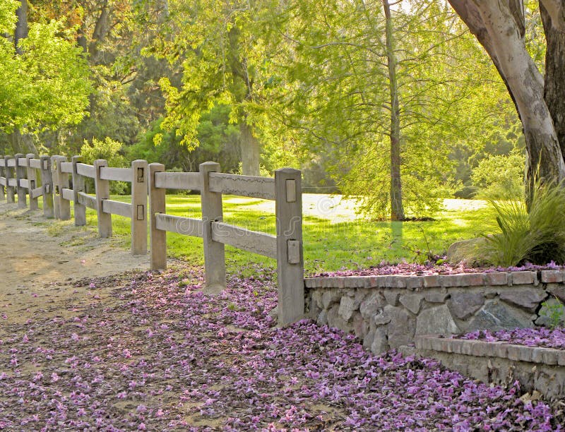 En gå bana i ängarna med purpurfärgade blommor som lägger banan arkivbilder En gå bana i ängarna med purpurfärgade blommor som lägger banan arkivbilder