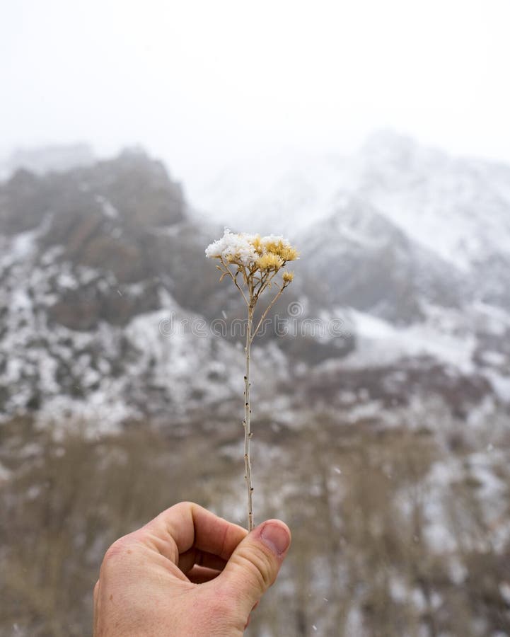 En hand rymmer en härlig snö täckt kvist av gräs mot en vit- och svartkuliss arkivfoto En hand rymmer en härlig snö täckt kvist av gräs mot en vit- och svartkuliss arkivfoto