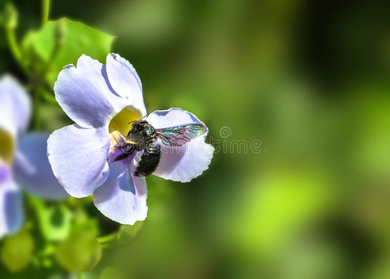 En Honey Bee på en blå blomma för trumpetvinranka i suddig grön bakgrund arkivfoton En Honey Bee på en blå blomma för trumpetvinranka i suddig grön bakgrund arkivfoton