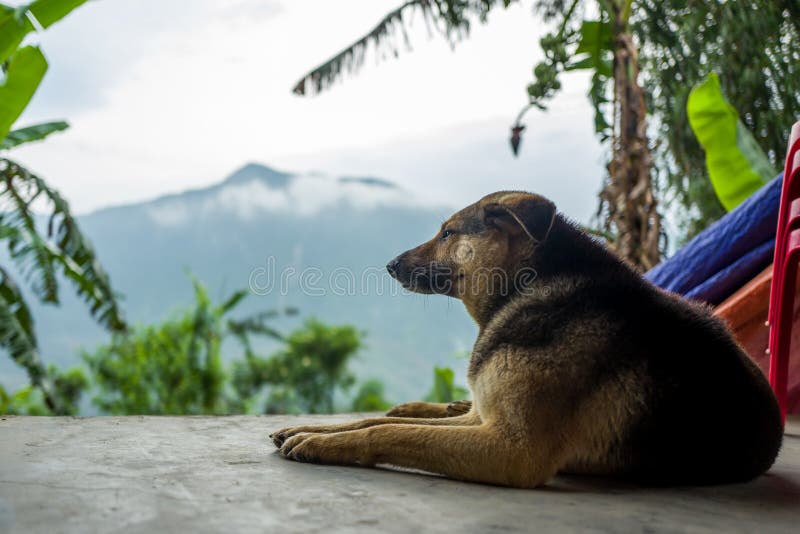 En hund i Sapa, Vietnam fotografering för bildbyråer. Bild av askfat