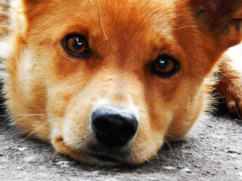 En hund med en ledsen framsida och brunt synar arkivbild En hund med en ledsen framsida och brunt synar arkivbild