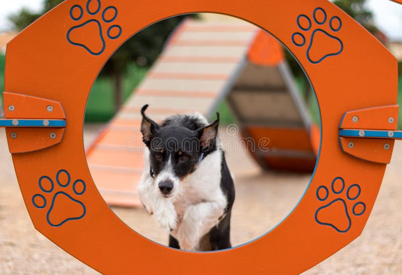 En hund som hoppar utbildande vighet royaltyfria bilder En hund som hoppar utbildande vighet royaltyfria bilder