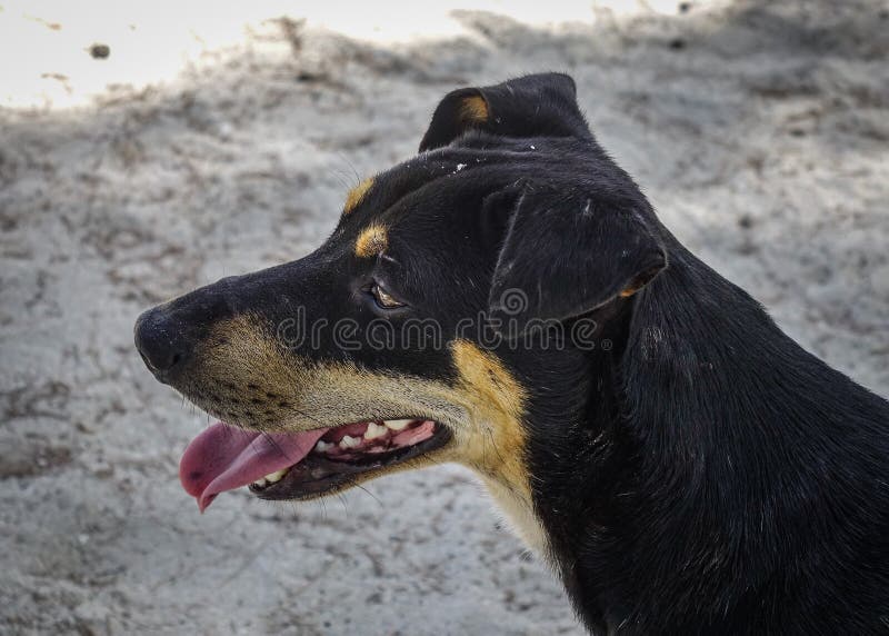 En hund som kopplar av på sandstranden arkivbild En hund som kopplar av på sandstranden arkivbild