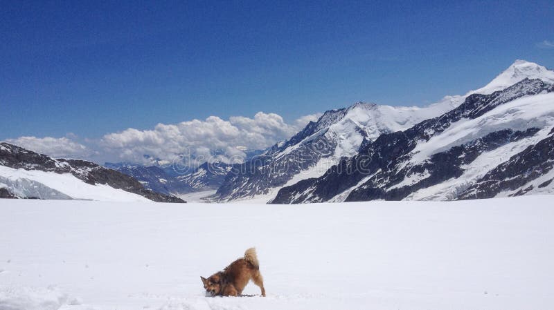 En hund som spelar med den insnöade framdelen av den Aletsch glaciären, Schweiz royaltyfri foto En hund som spelar med den insnöade framdelen av den Aletsch glaciären, Schweiz royaltyfri foto