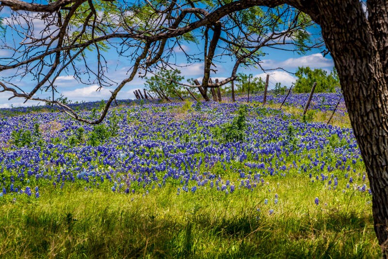 En härlig bred vinkelsikt av en Texas Field Blanketed med den berömda Texas Bluebonnets Under ett träd med ett gammalt staket. royaltyfria foton