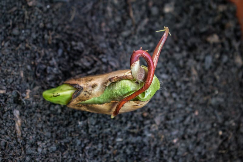 En härlig mango kärnar ur på etappen var den kan planteras Mango kärnar ur är klar för att plantera fotografering för bildbyråer En härlig mango kärnar ur på etappen var den kan planteras Mango kärnar ur är klar för att plantera fotografering för bildbyråer