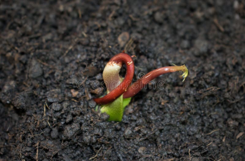 En härlig mango kärnar ur på etappen var den kan planteras Mango kärnar ur är klar för att plantera fotografering för bildbyråer En härlig mango kärnar ur på etappen var den kan planteras Mango kärnar ur är klar för att plantera fotografering för bildbyråer