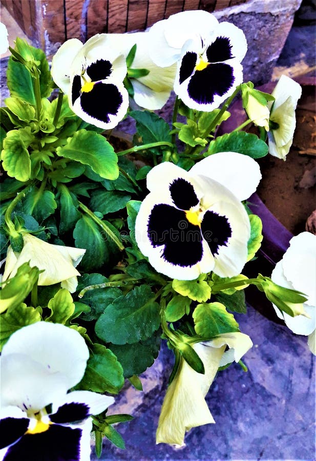 En härlig mycket liten violett & vit färgblomma med gröna sidor royaltyfri foto En härlig mycket liten violett & vit färgblomma med gröna sidor royaltyfri foto