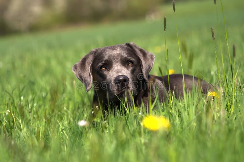 En härlig mörk labrador spelar utanför royaltyfri bild En härlig mörk labrador spelar utanför royaltyfri bild