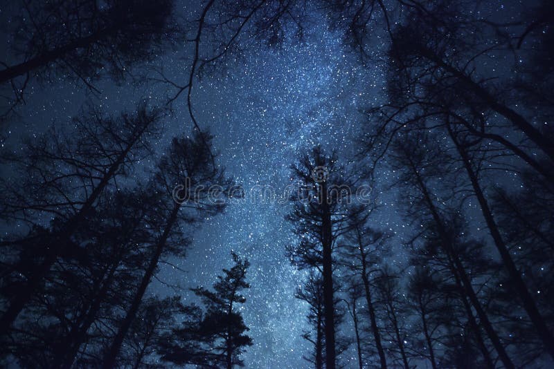 En härlig natthimmel, Vintergatan och   träd