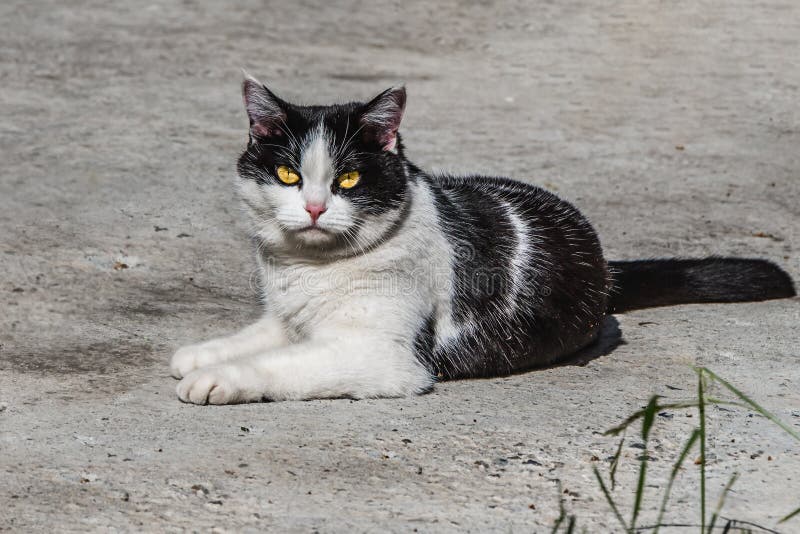 En härlig vuxen ung svartvit katt med stora gula ögon är på den gråa konkreta bakgrunden i en gård i sommar fotografering för bildbyråer En härlig vuxen ung svartvit katt med stora gula ögon är på den gråa konkreta bakgrunden i en gård i sommar fotografering för bildbyråer