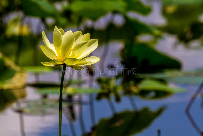 En härliga blommande gula Lotus Wildflower arkivbild