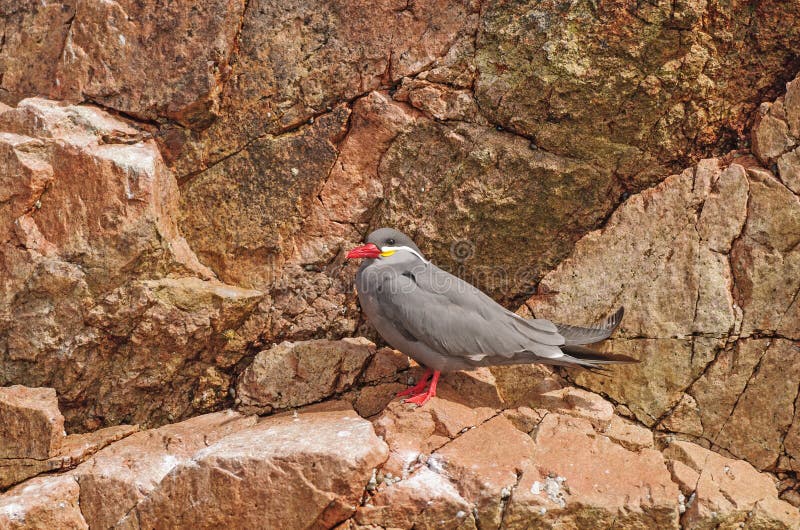 En Inca Tern på en Rocky Island arkivfoto En Inca Tern på en Rocky Island arkivfoto