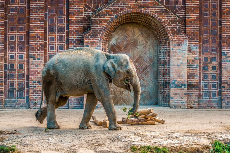 En indiansk elefant vid utloppet. En indiansk elefant som upplever motion i leipzig zoo