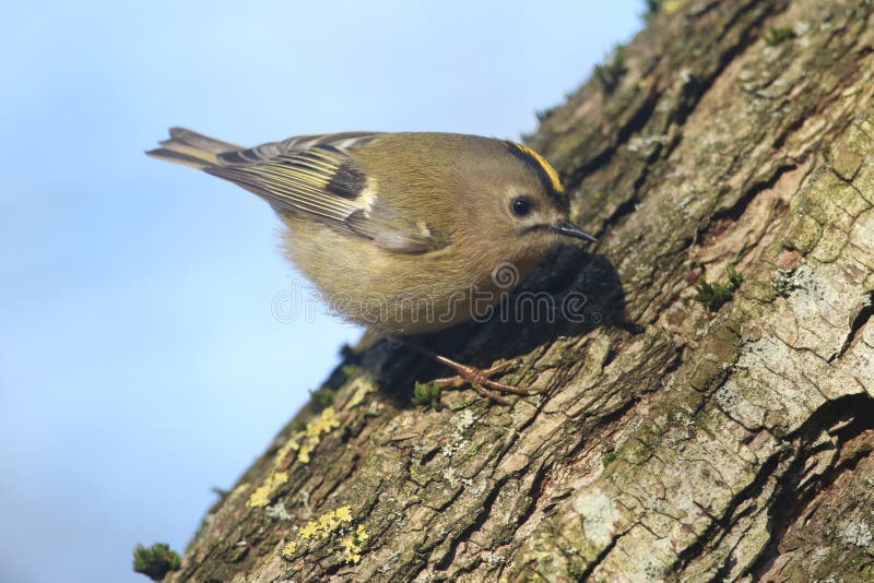 En jakt för Goldcrest Regulusregulus för att kryp ska äta i ett gammalt träd royaltyfria foton