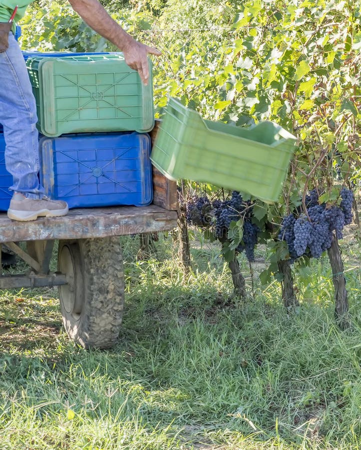 En jordbruksarbetare kastar lådorna för skörd av druvor på vinodlingen vid ett Chianti-vineri i Toskana, Italien arkivfoto En jordbruksarbetare kastar lådorna för skörd av druvor på vinodlingen vid ett Chianti-vineri i Toskana, Italien arkivfoto