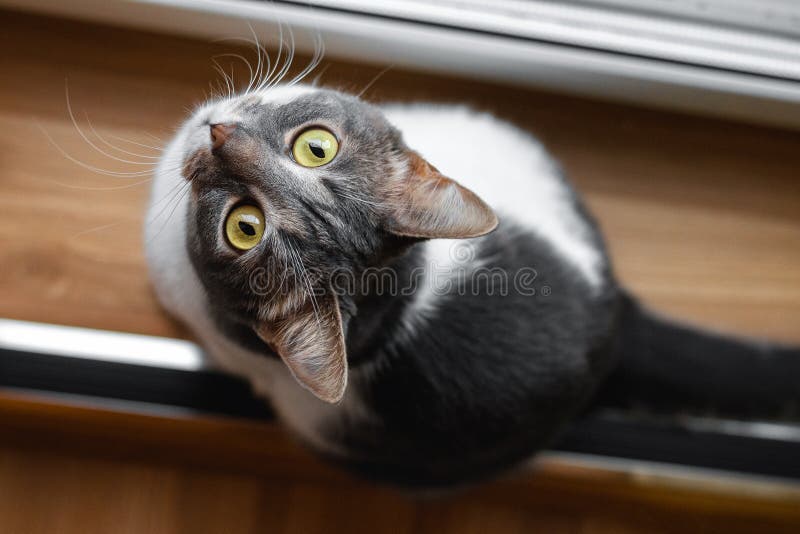 En katt sitter nära fönstret och ser nyfiket upp Top besk?dar royaltyfria foton En katt sitter nära fönstret och ser nyfiket upp Top besk?dar royaltyfria foton