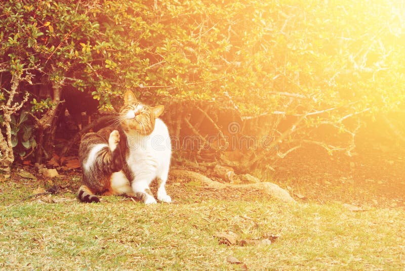 En katt som skrapar sig sammanträde på gräset nära busken i th royaltyfria foton En katt som skrapar sig sammanträde på gräset nära busken i th royaltyfria foton