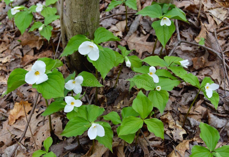 En klunga av den stora vita trilliumen blommar i en vårskog royaltyfria bilder En klunga av den stora vita trilliumen blommar i en vårskog royaltyfria bilder