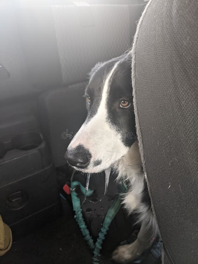 A border collie drools in the backseat of a moving car during the day. A border collie drools in the backseat of a moving car during the day